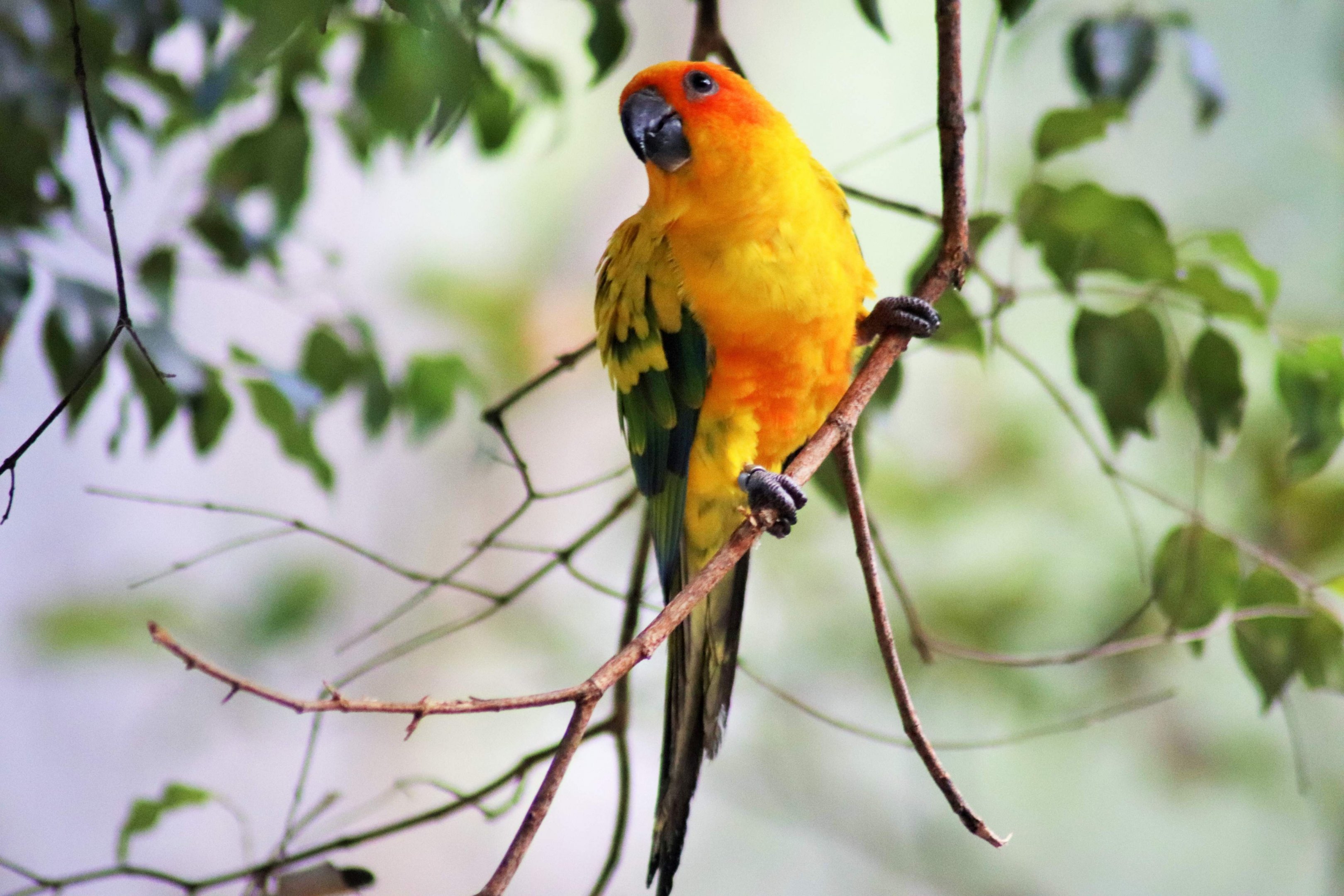 Sun Conure (Aratinga solstitialis)