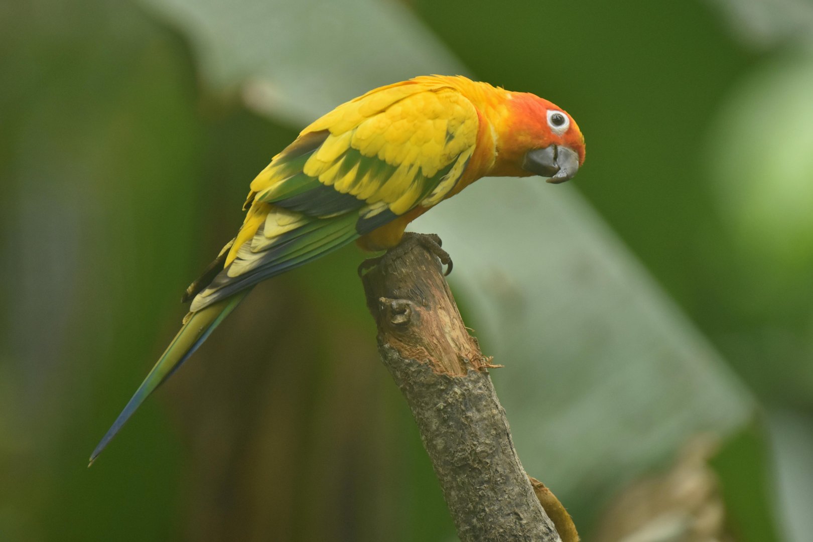 Sun conure (Aratinga solstitialis)