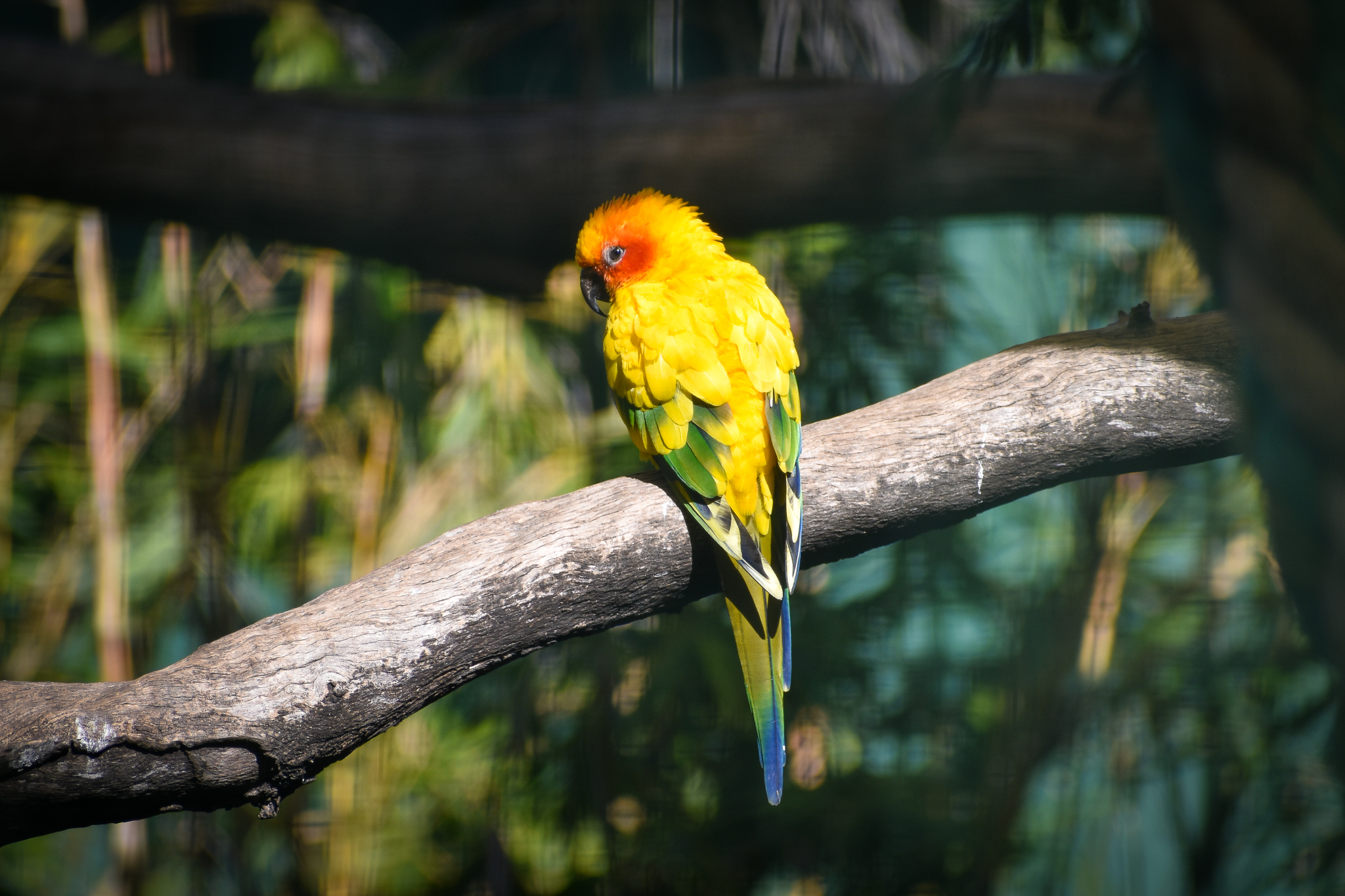 Sun Conure (Aratinga solstitialis)