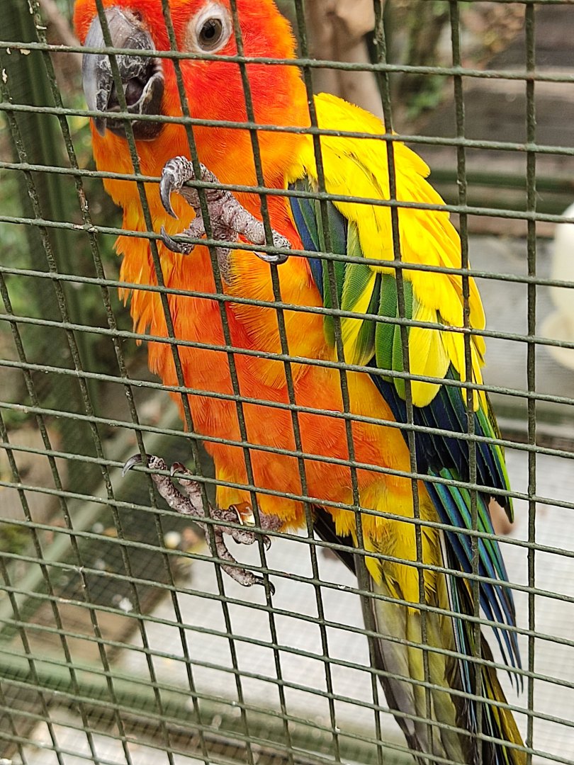 Sun Conure (Aratinga solstitialis)