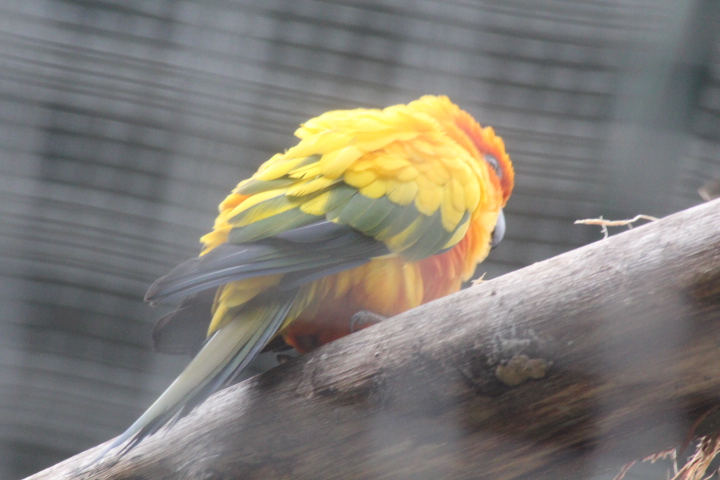 Sun conure (Aratinga solstitialis)