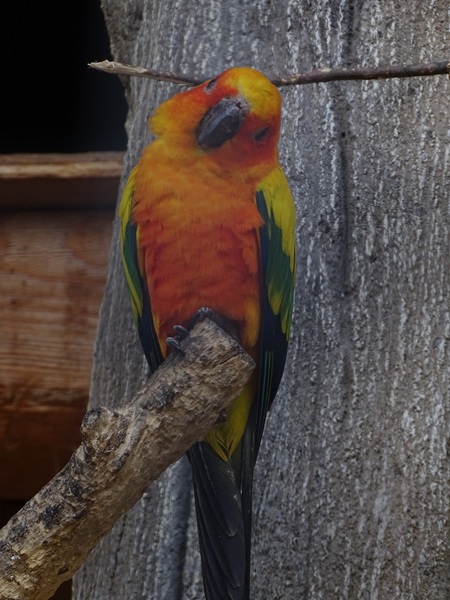 Sun conure (Aratinga solstitialis)