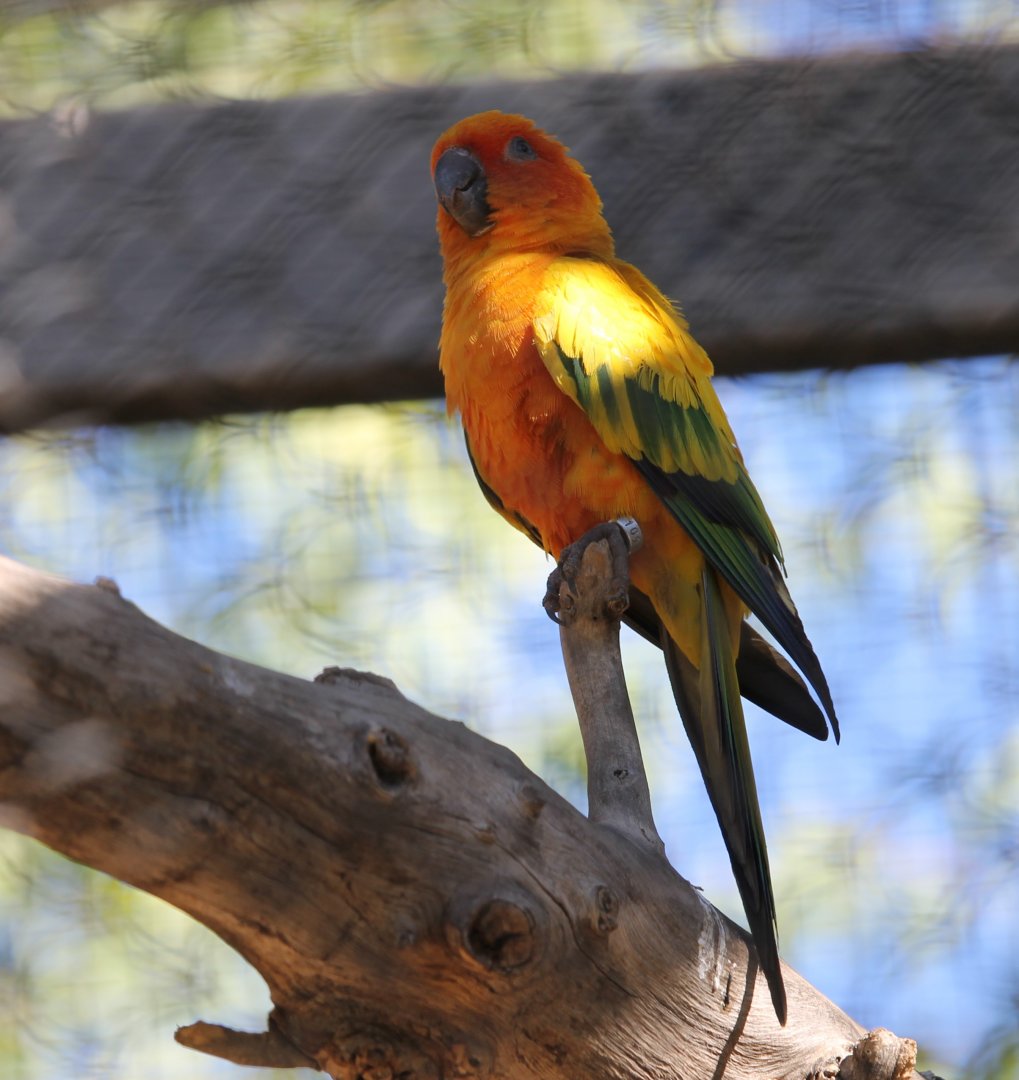 Sun Conure (Aratinga solstitialis)