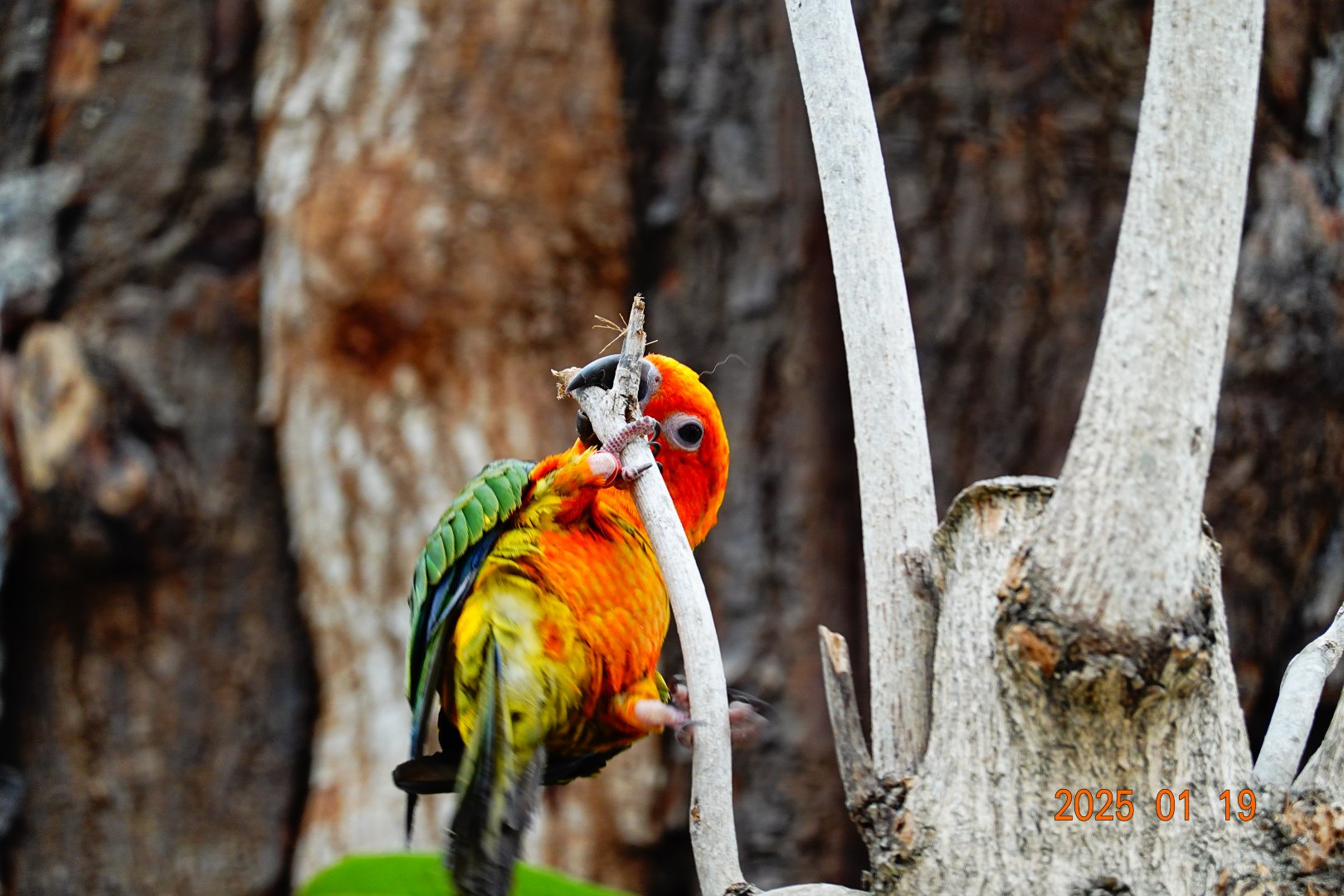 Sun Conure (Aratinga solstitialis)