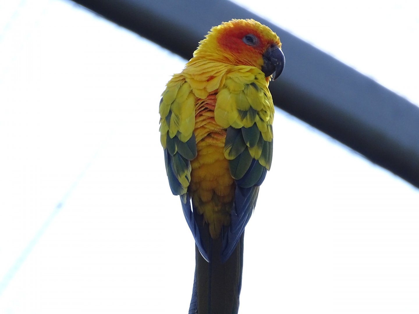 Sun conure (Aratinga solstitialis)