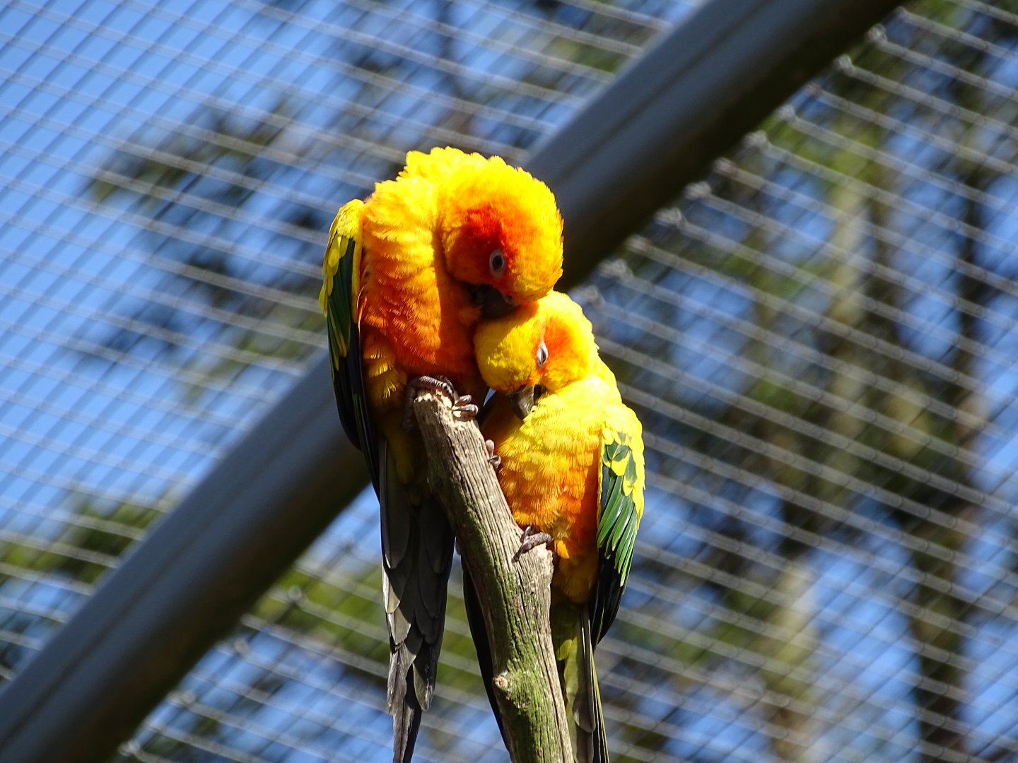 Sun conure (Aratinga solstitialis)