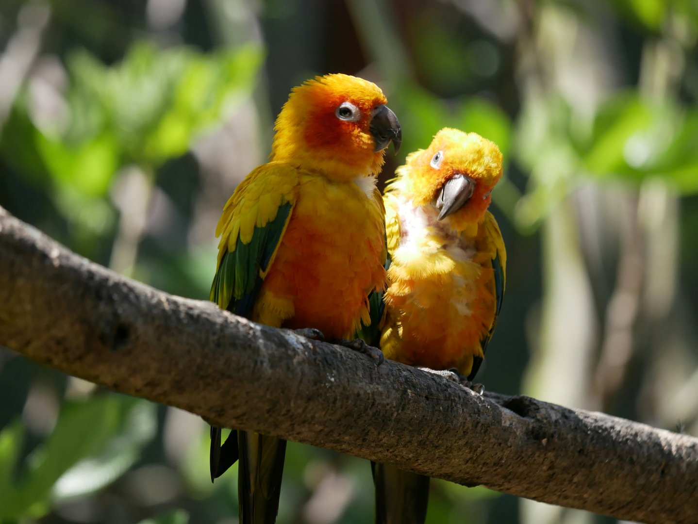 Sun conure (Aratinga solstitialis)