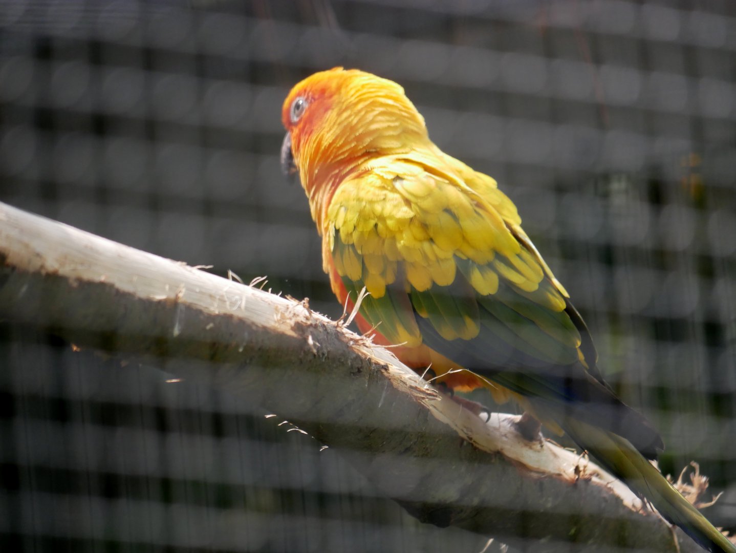 Sun conure (Aratinga solstitialis)