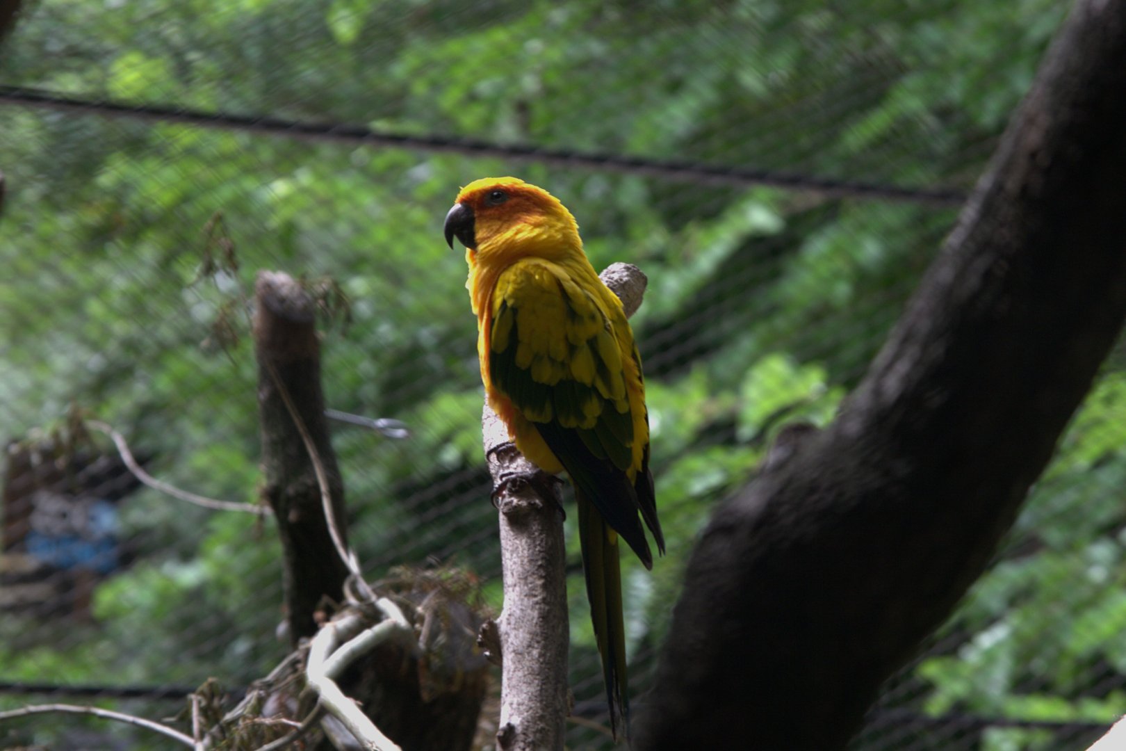Sun Conure (Aratinga solstitialis)