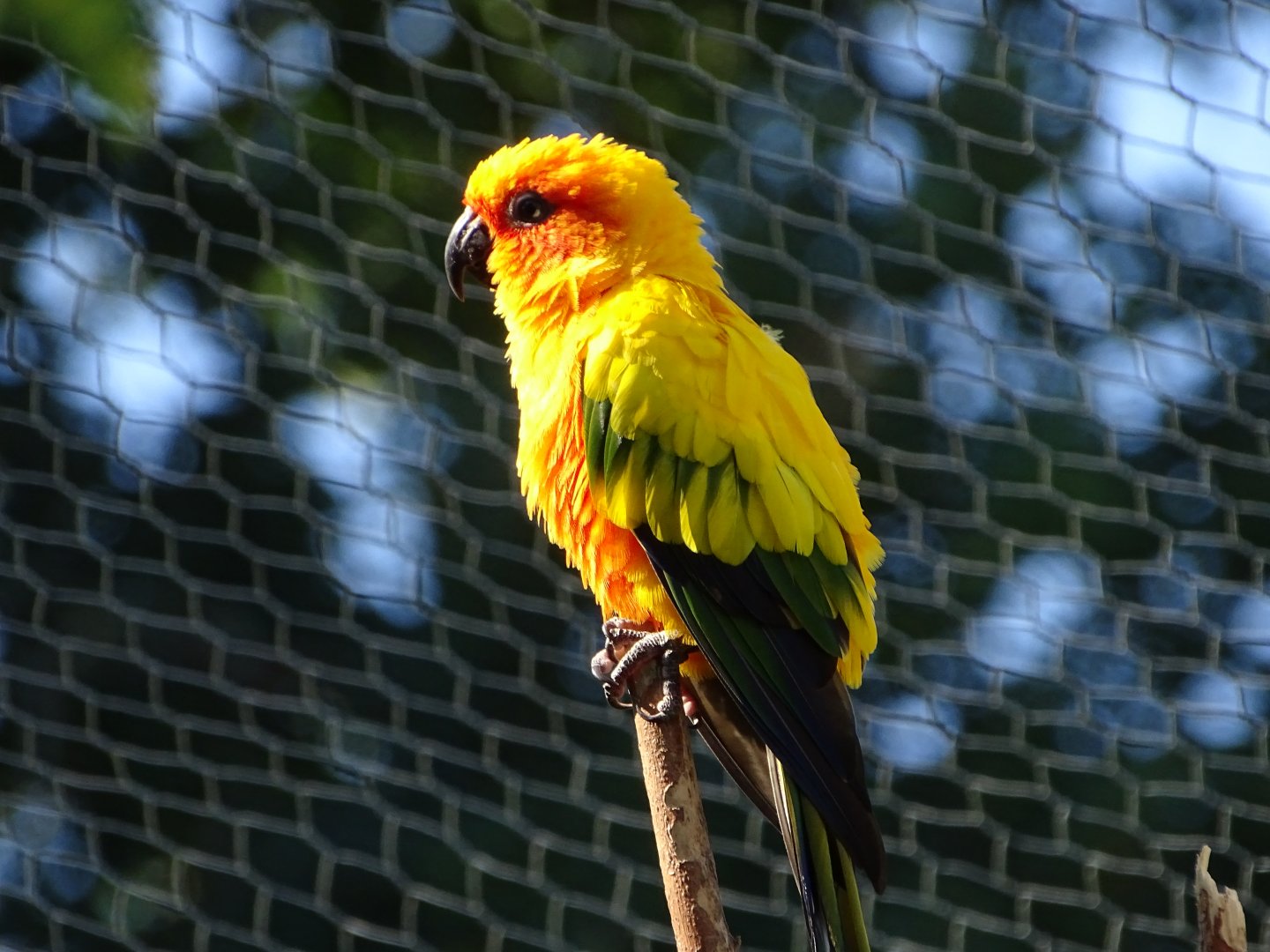 Sun conure (Aratinga solstitialis)