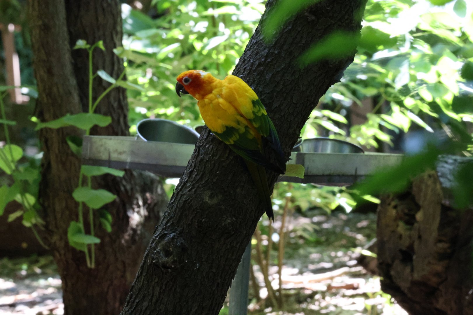 Sun conure (Aratinga solstitialis)