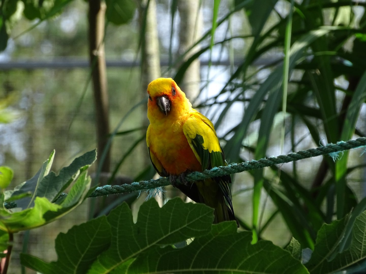 Sun conure (Aratinga solstitialis)