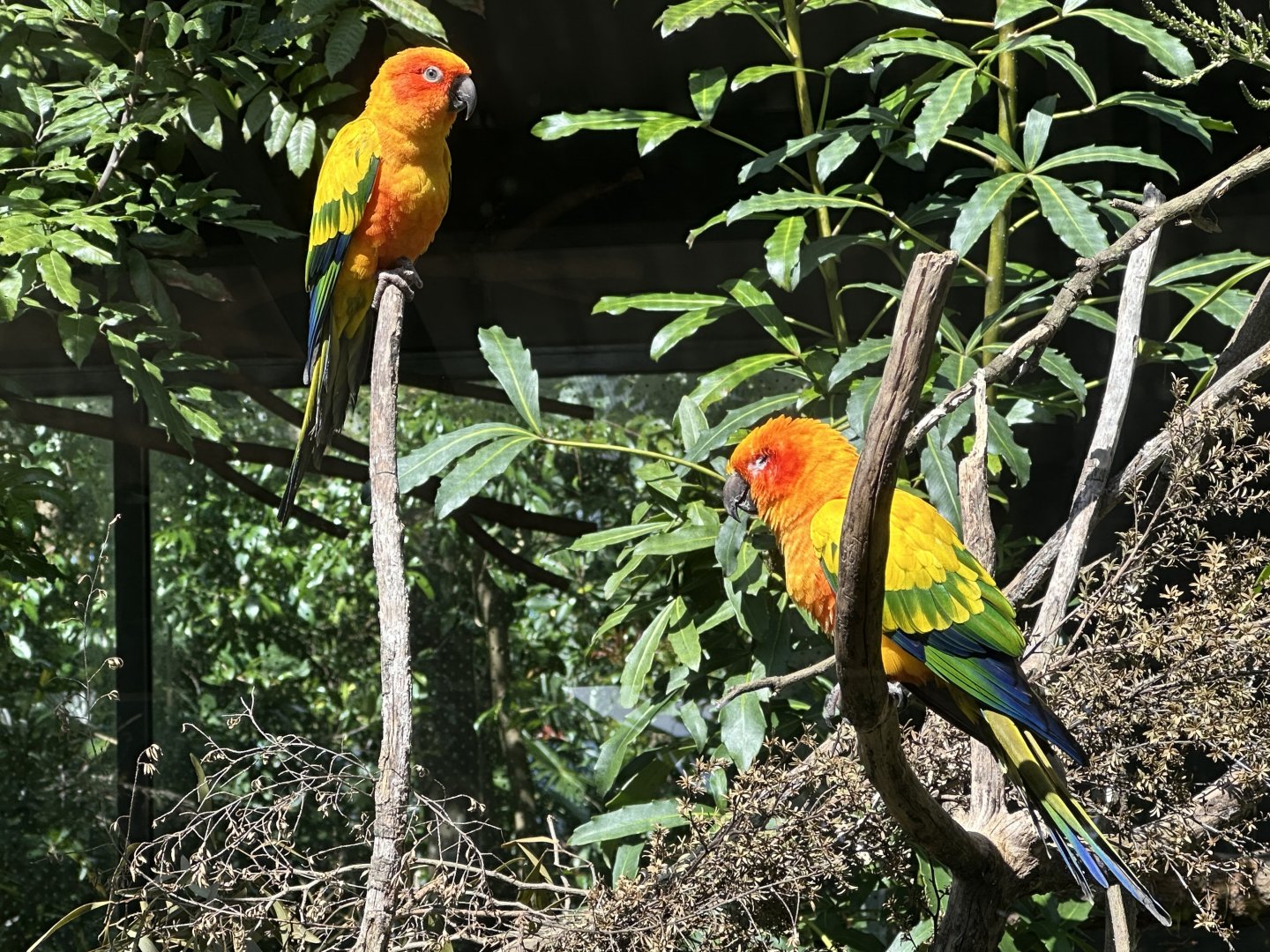 Sun conure (Aratinga solstitialis)