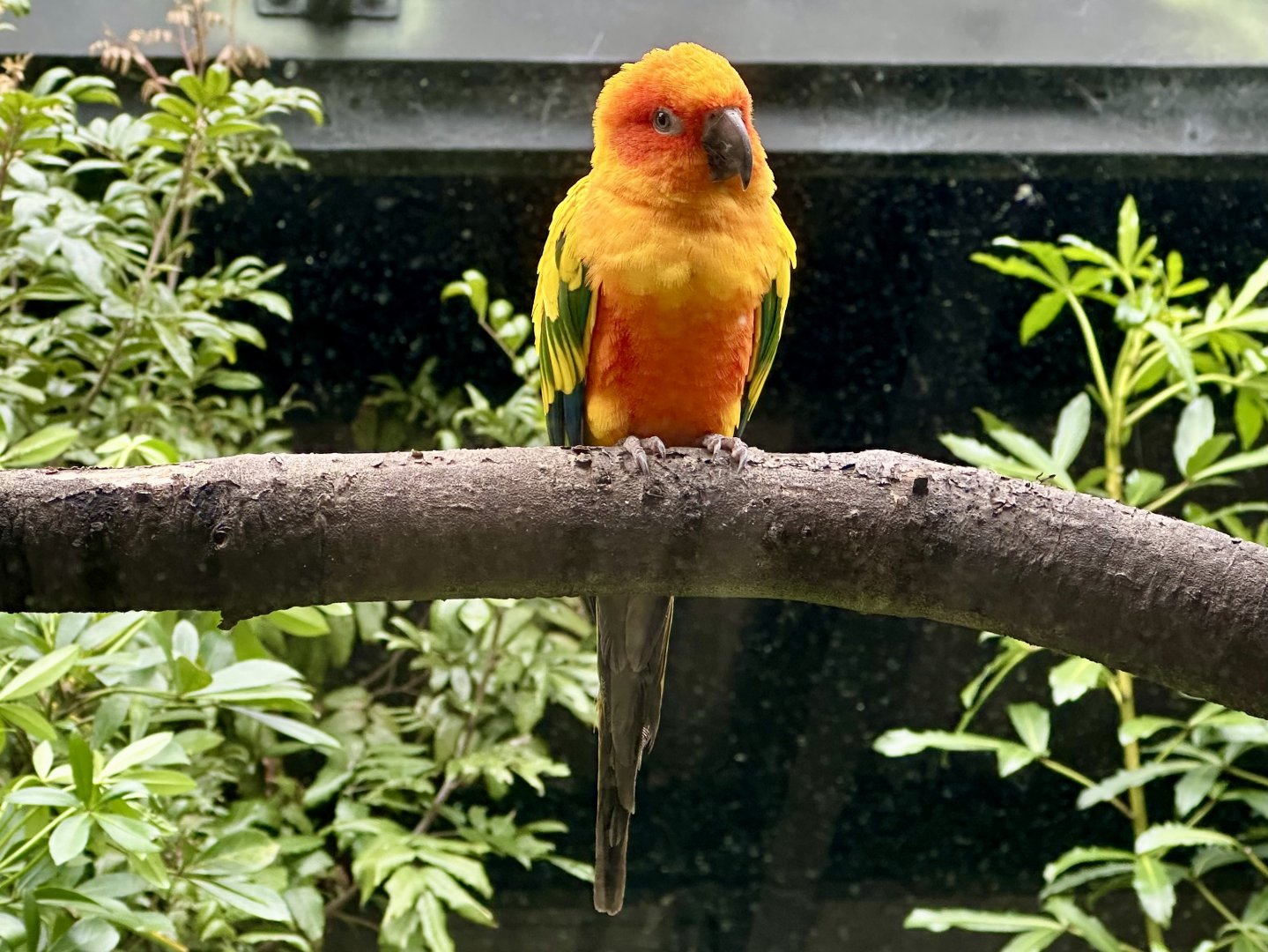 Sun conure (Aratinga solstitialis)