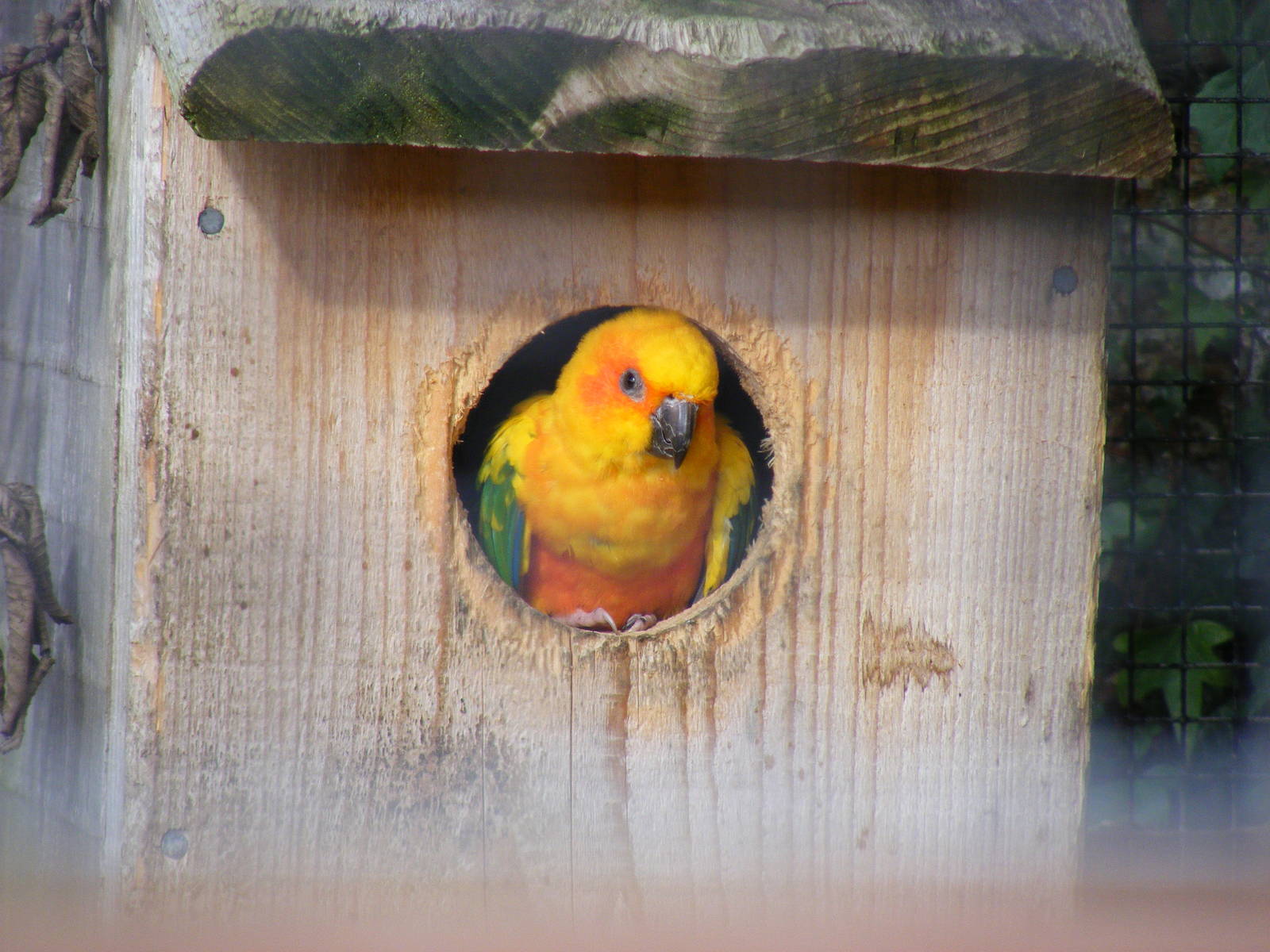 Sun conure at Marwell Wildlife, 30 October 2010