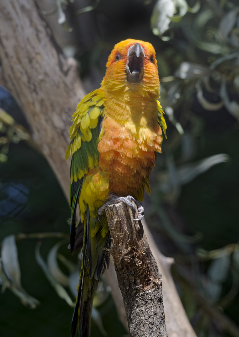 Sun conure at maximum volume