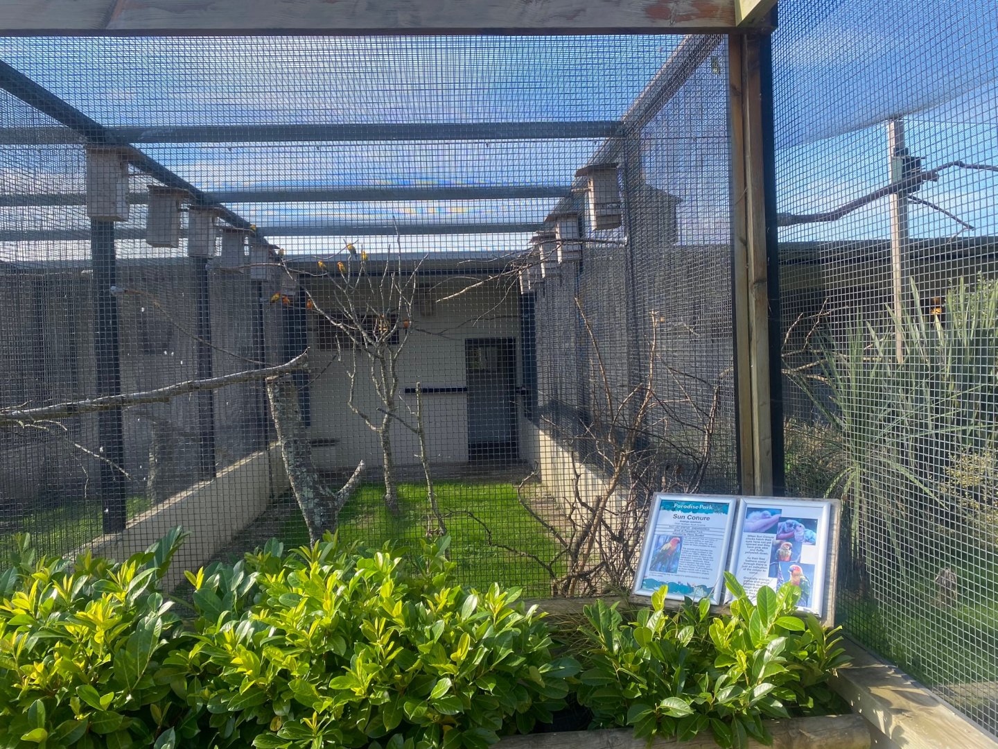 Sun conure aviary 081023