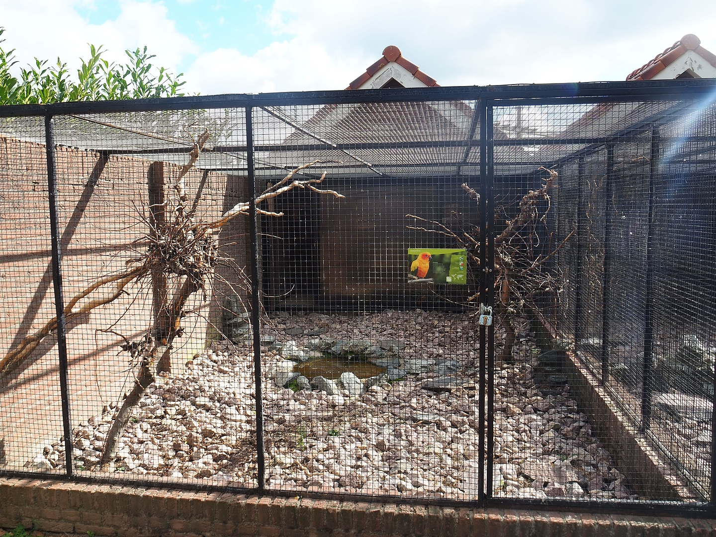 Sun conure aviary, 2022-08-28
