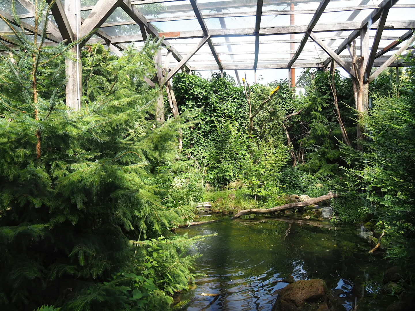 Sun conure aviary, 2023-07-18