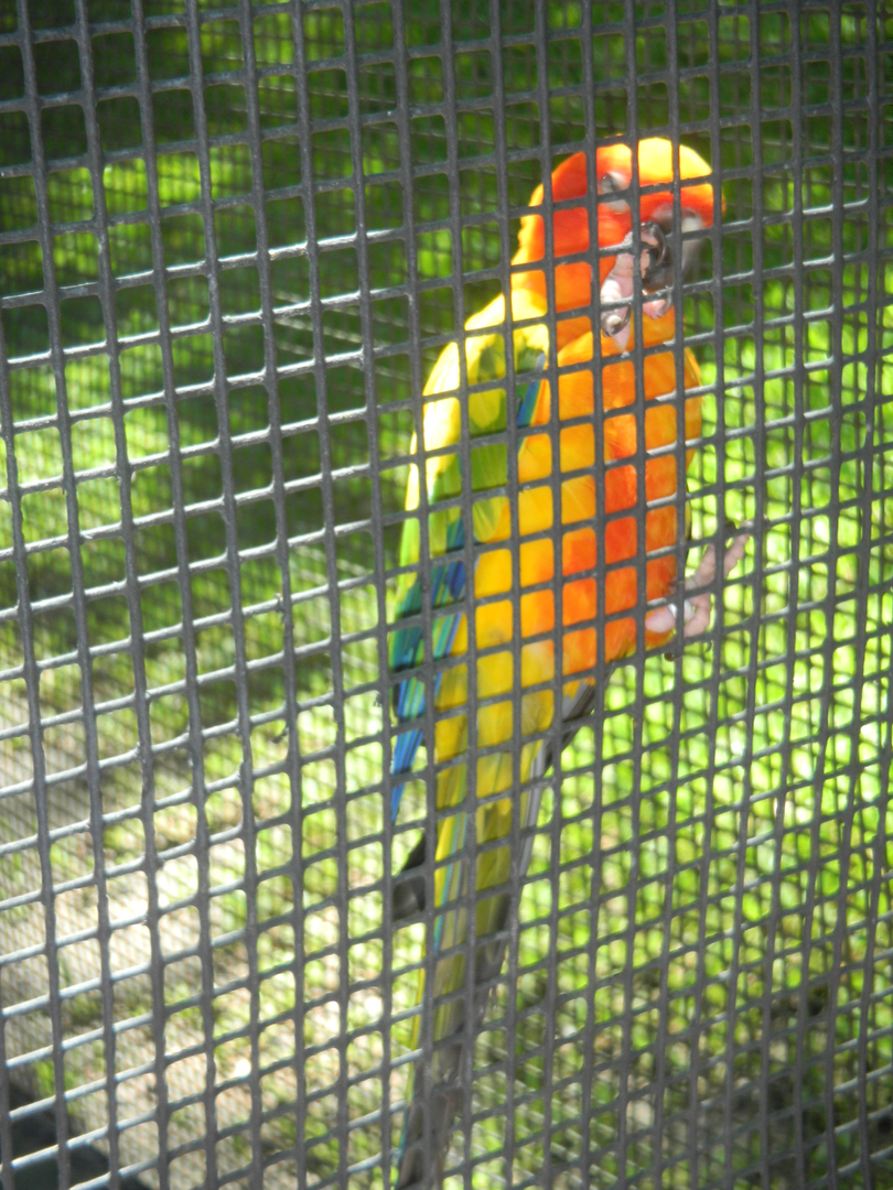 Sun Conure - Cairns Tropical Zoo 2011