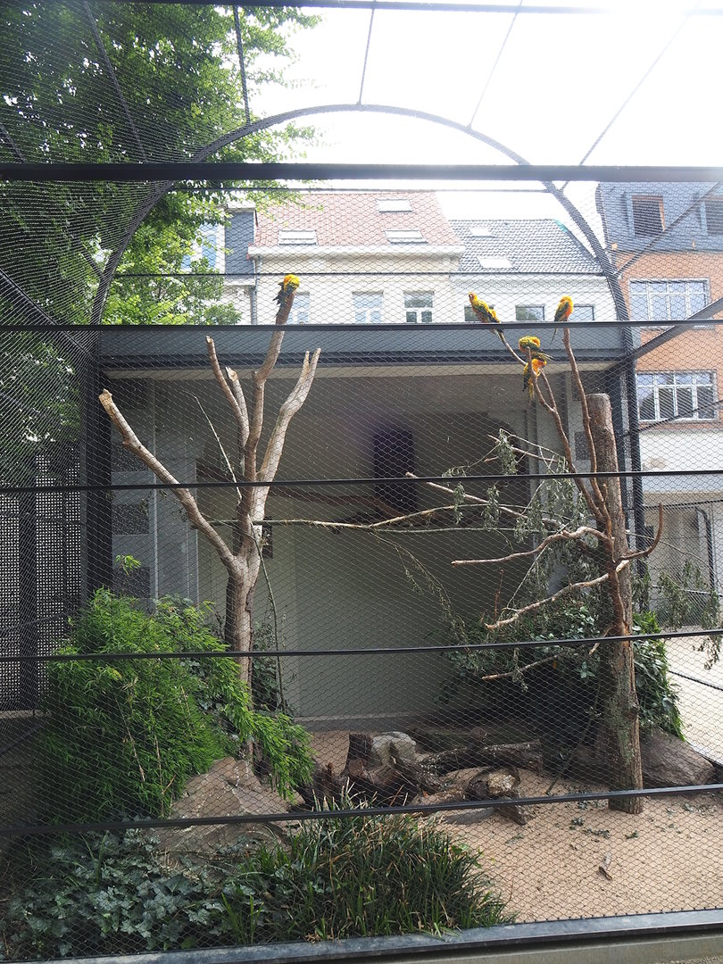 Sun conure, California quail and Northern cardinal aviary, 2022-07-10
