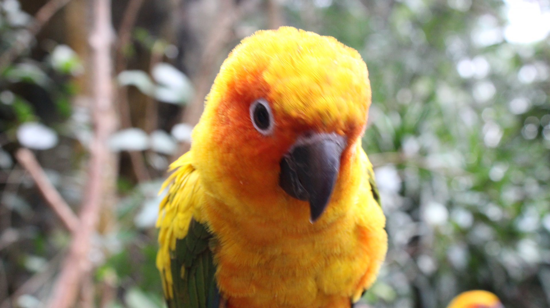 Sun conure closeup