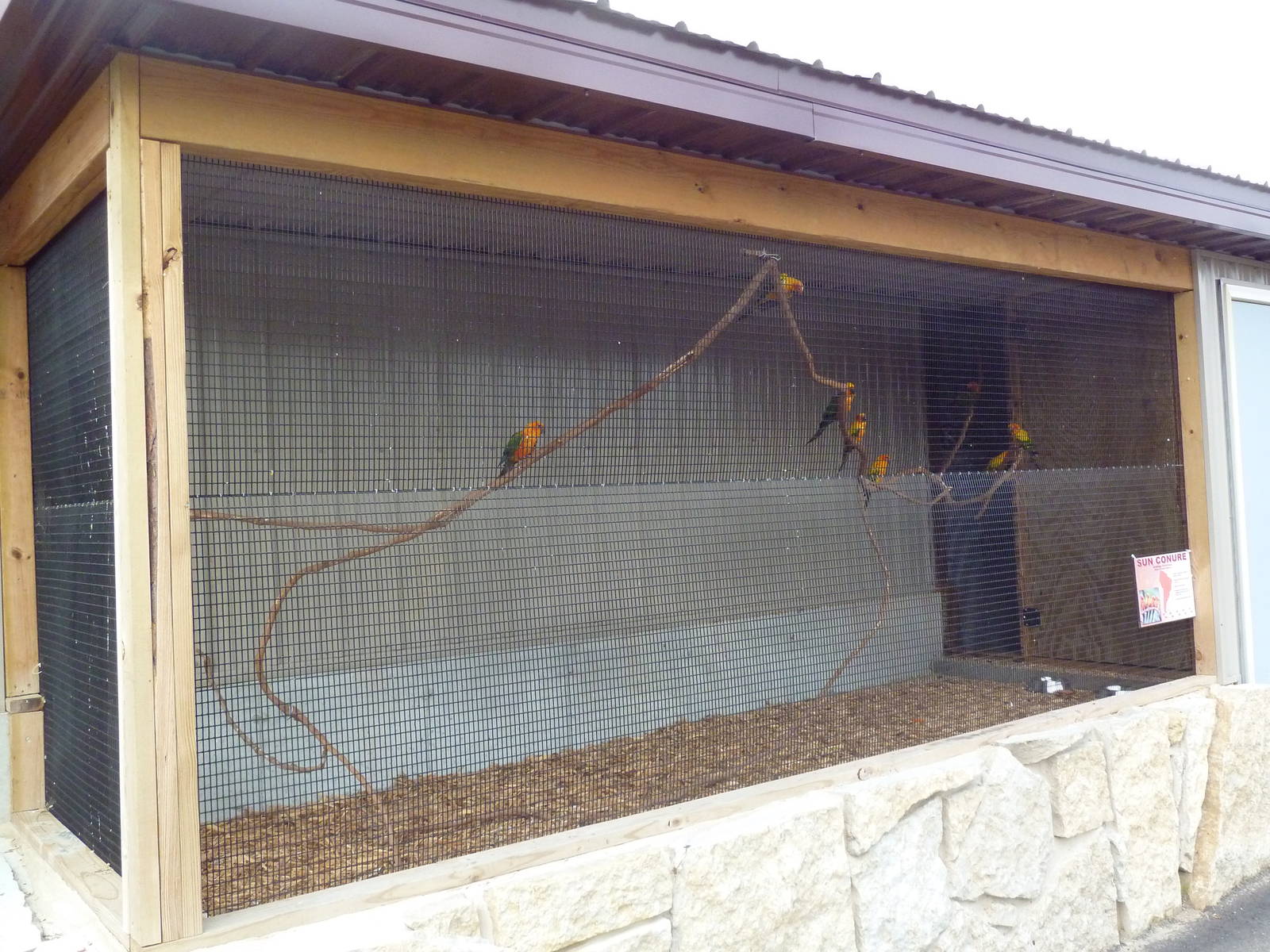 Sun Conure Exhibit