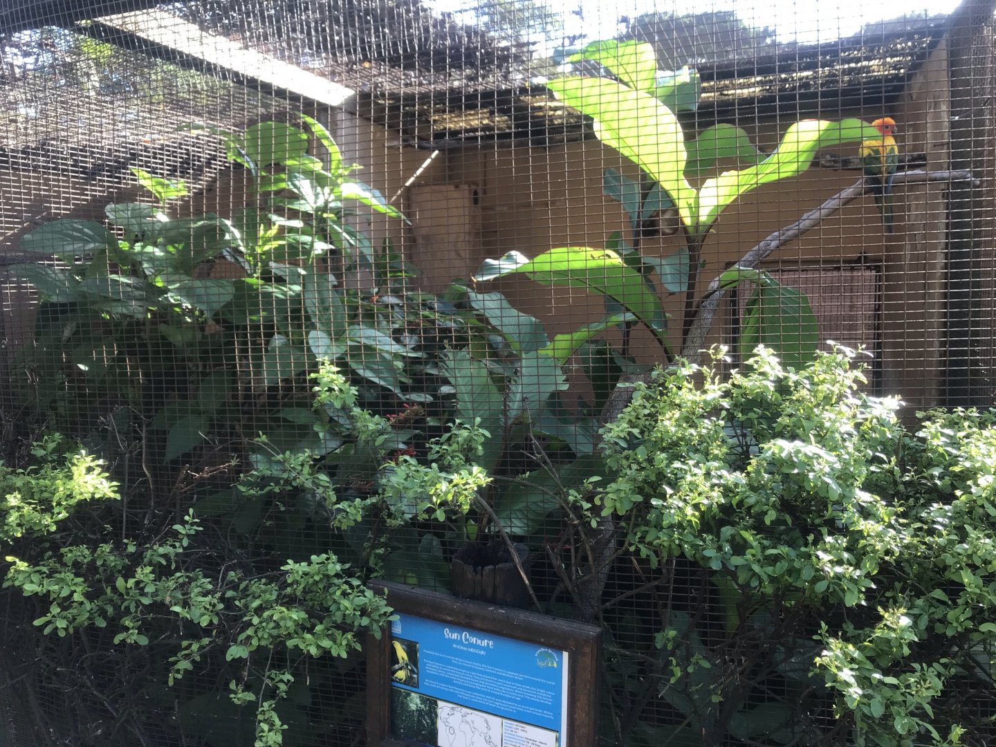 Sun Conure Exhibit