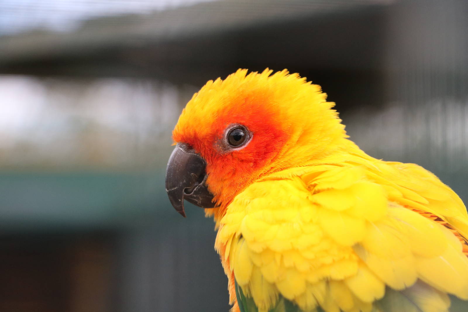 Sun conure, February 2016