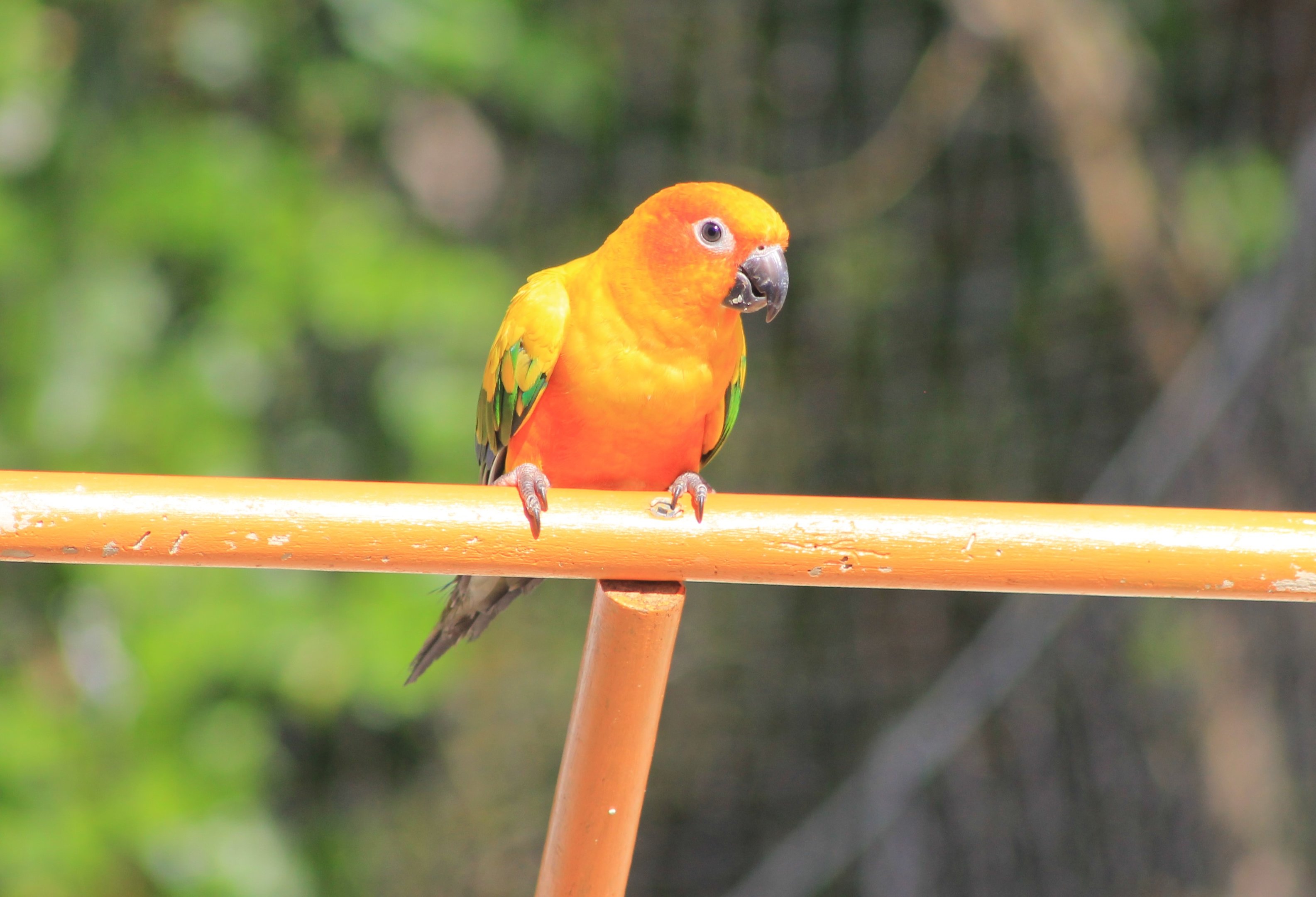 Sun Conure - Flight Show