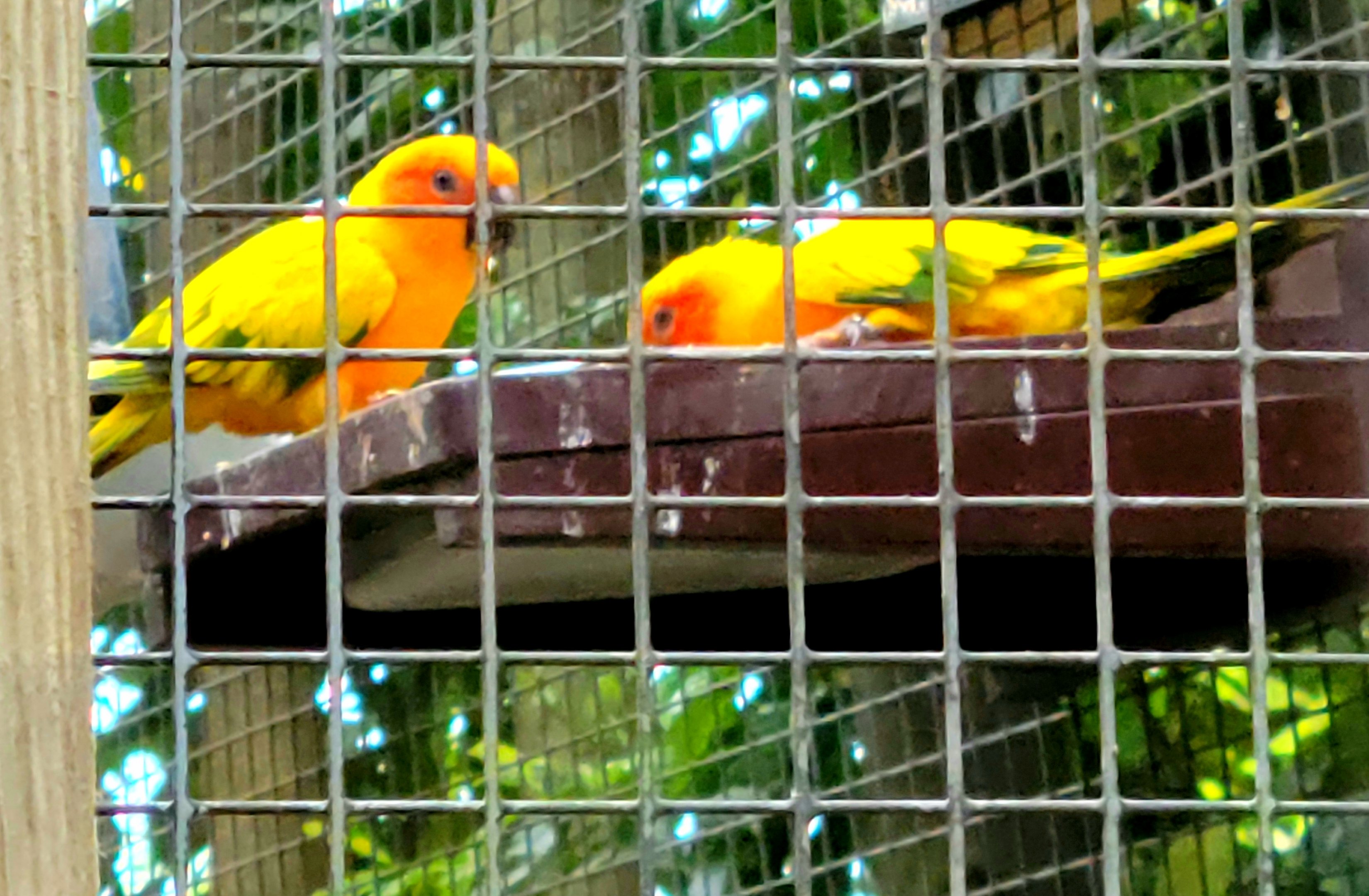 Sun Conure - Greenville Zoo - April 2025