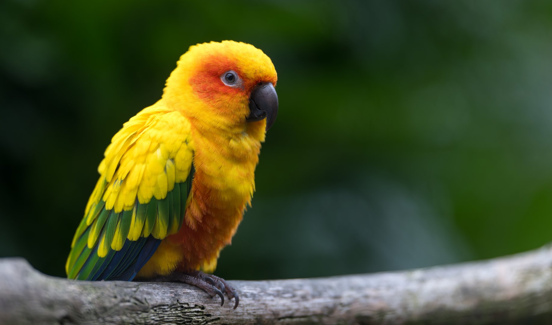 Sun Conure, Hamerton, UK