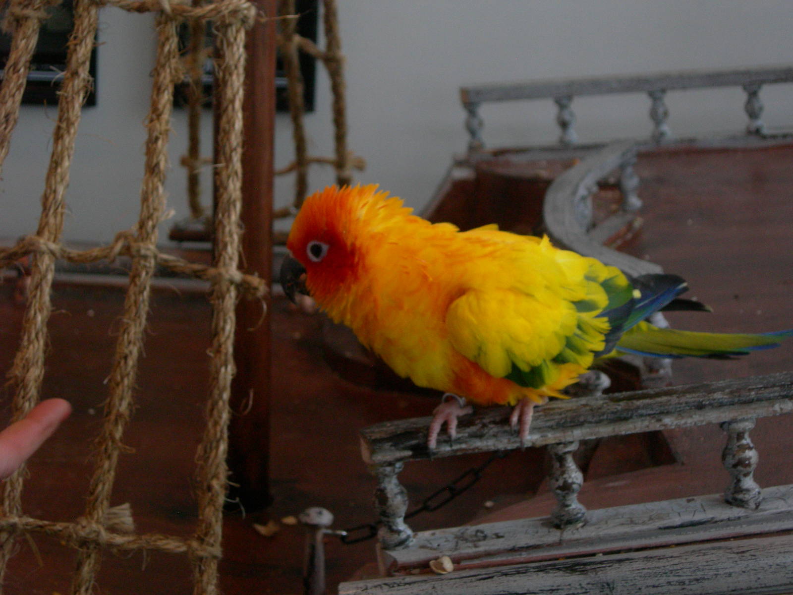 Sun Conure on Pirate Ship