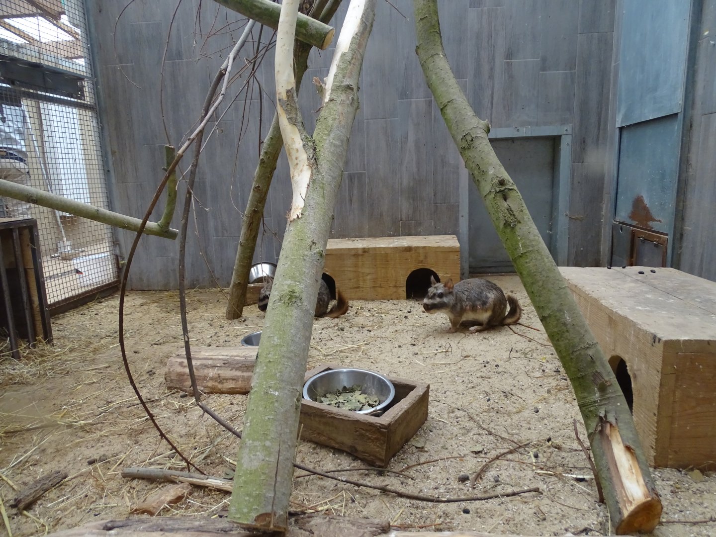 Sun conure, plains viscacha (Lagostomus maximus) and burrowing owl (Athene cunicular) indoor exhibit