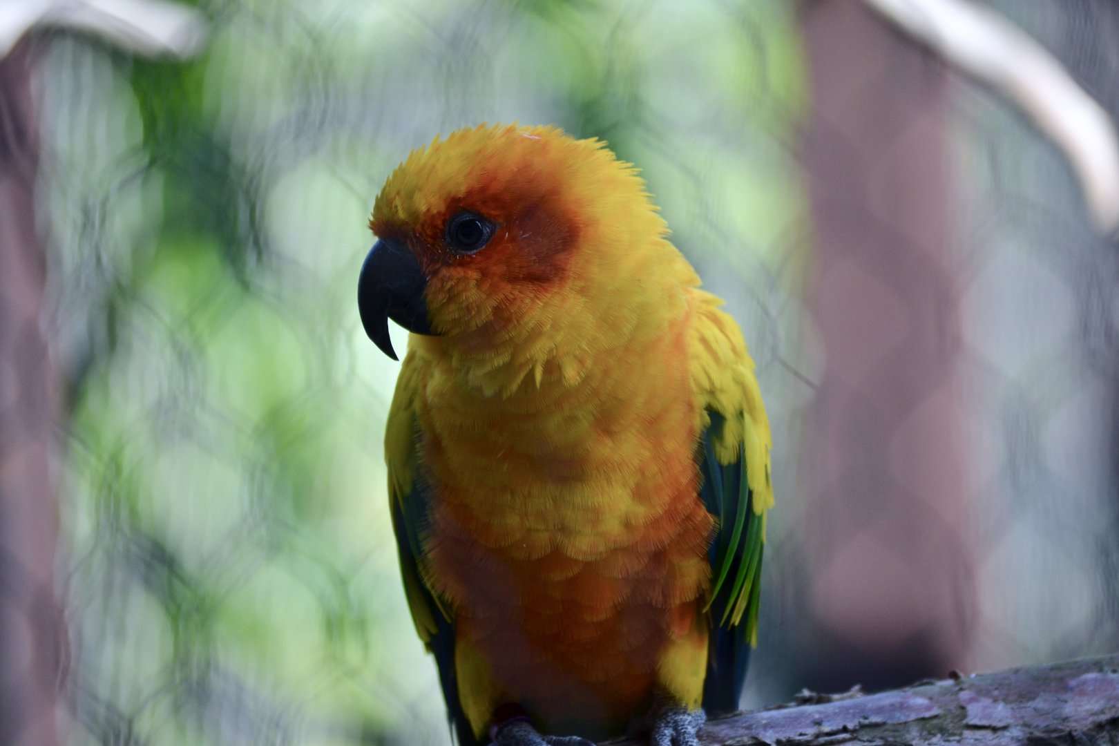 Sun Conure - September 2020