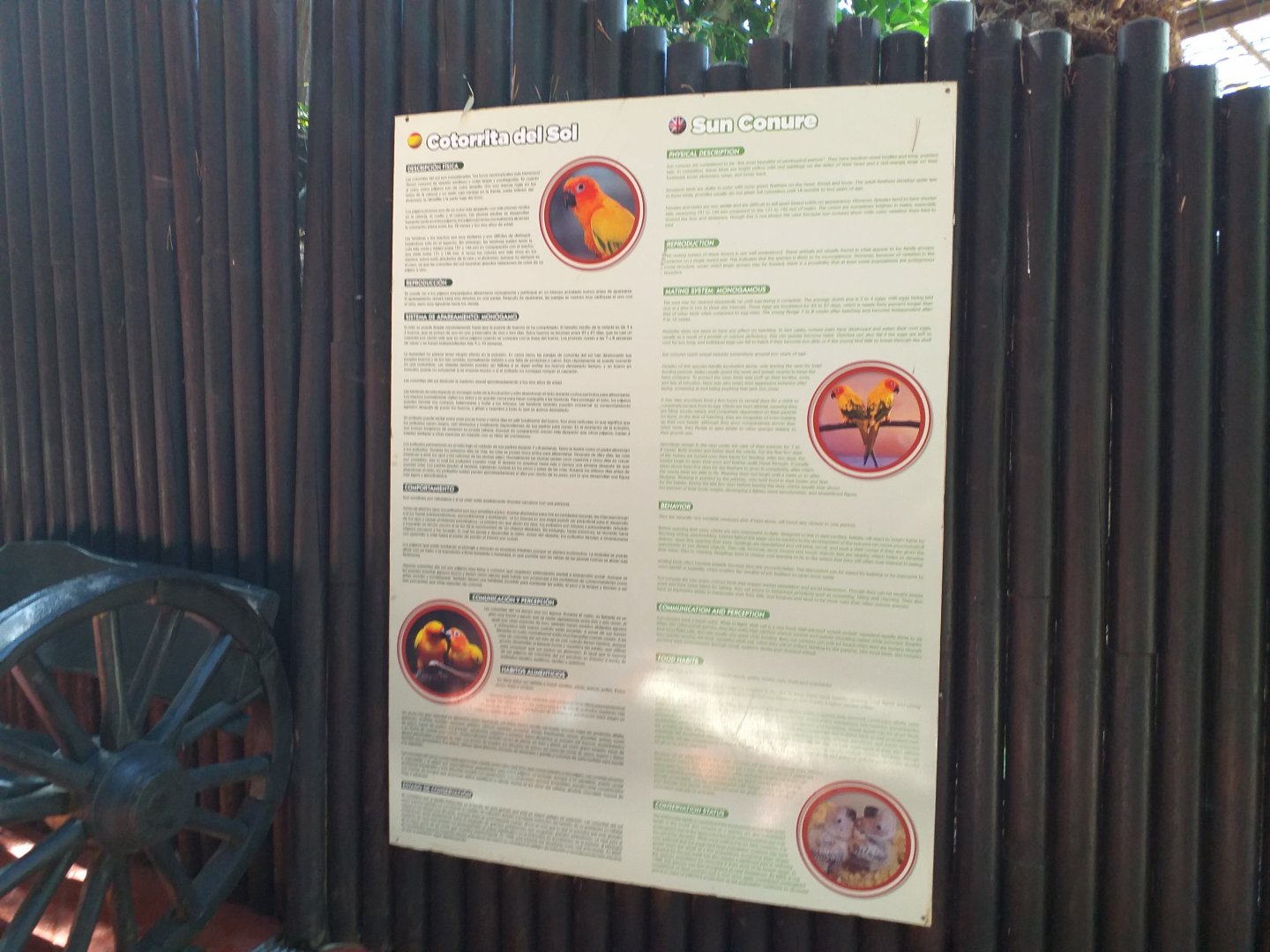 Sun conure sign -MundoMar Benidorm (2021)