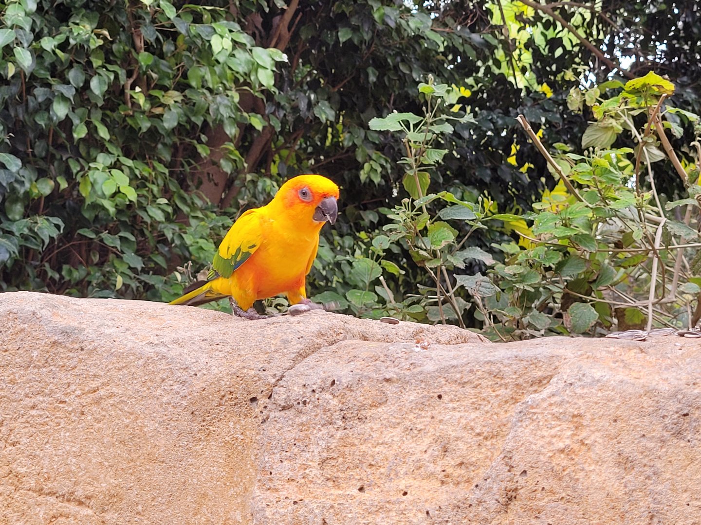 Sun conure -TerraNatura Benidorm (2022)
