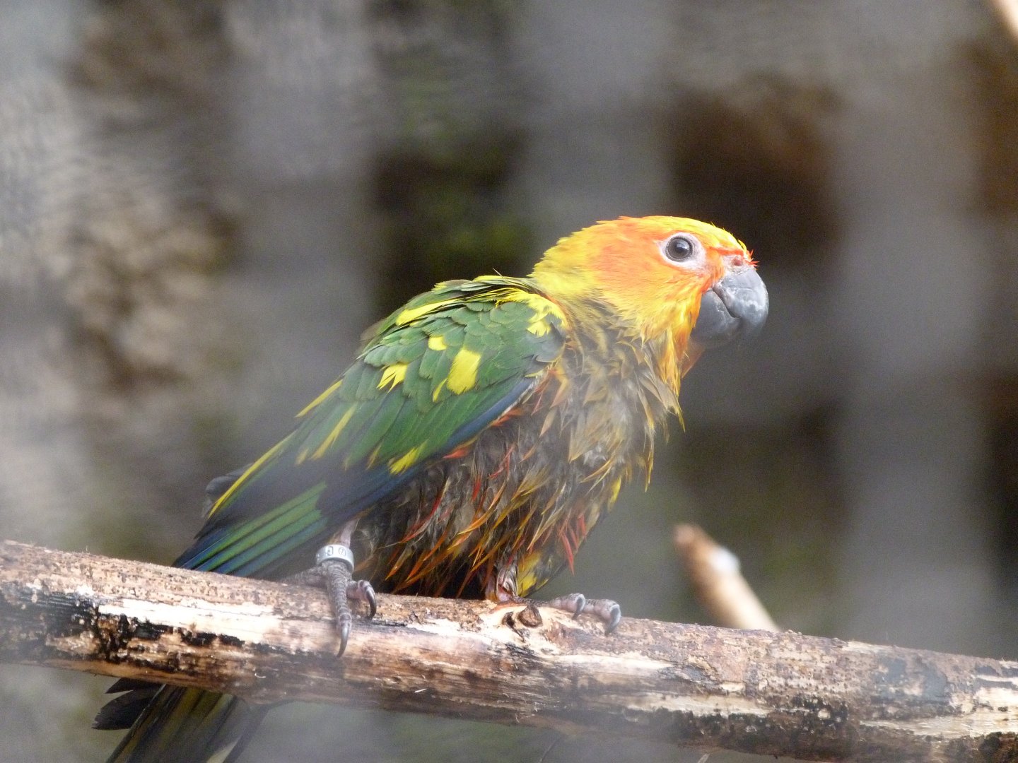 Sun conure -Tierpark Berlin (2024)