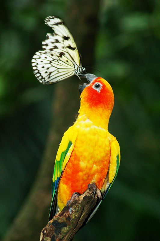 sun conure & tree nymph