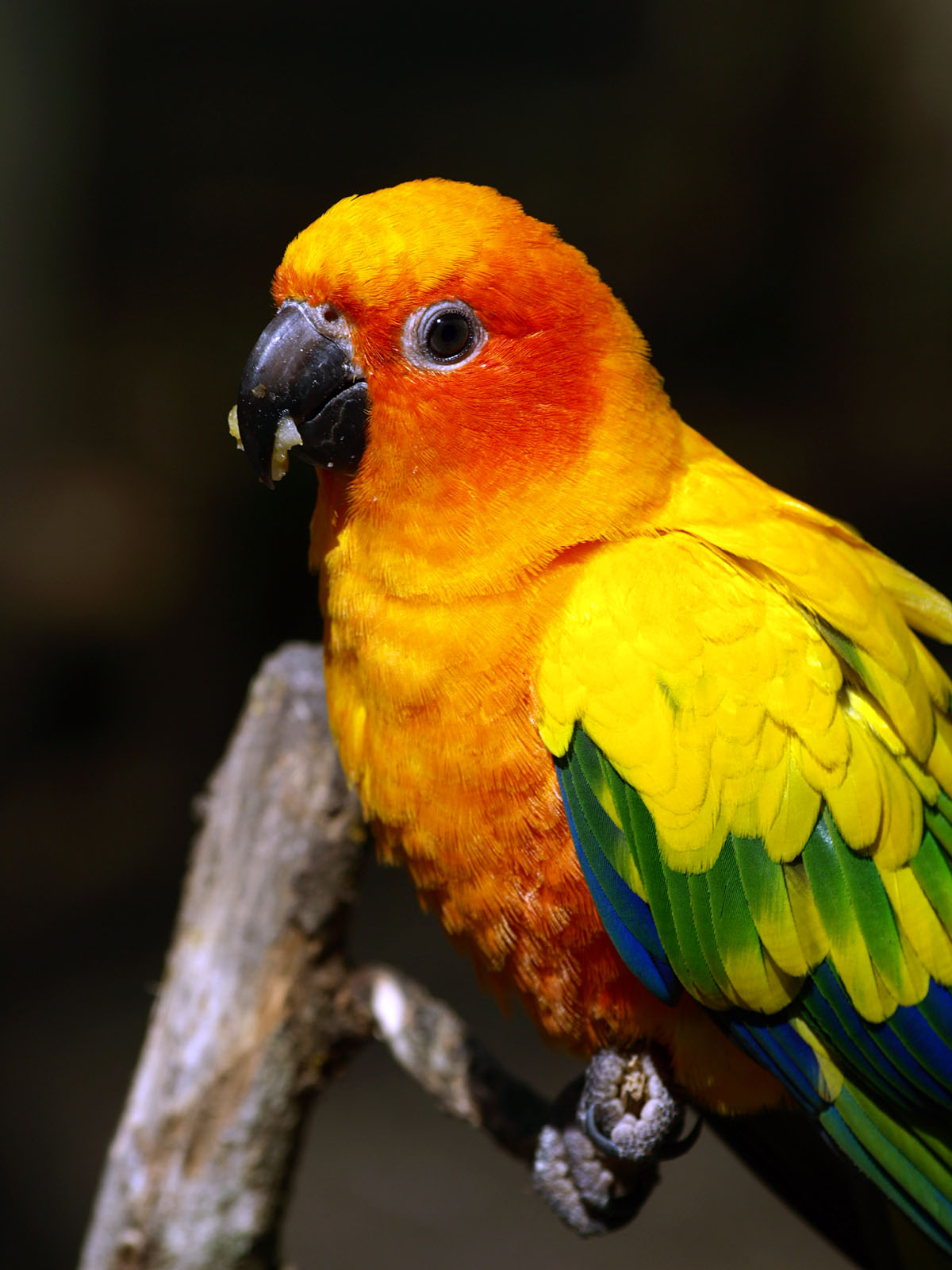Sun conure (walk-through area)