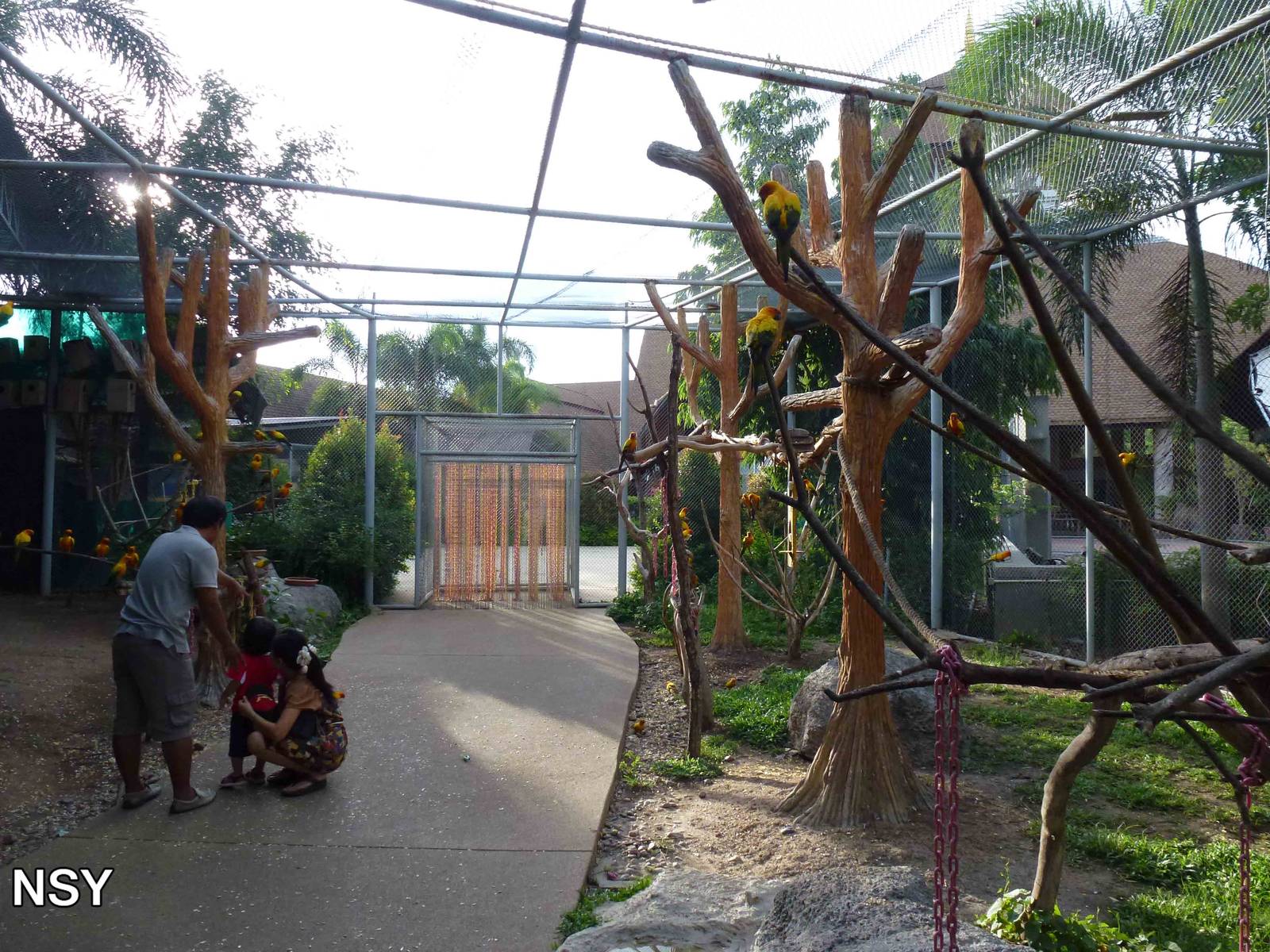 Sun conure walkthrough aviary, June 2013.