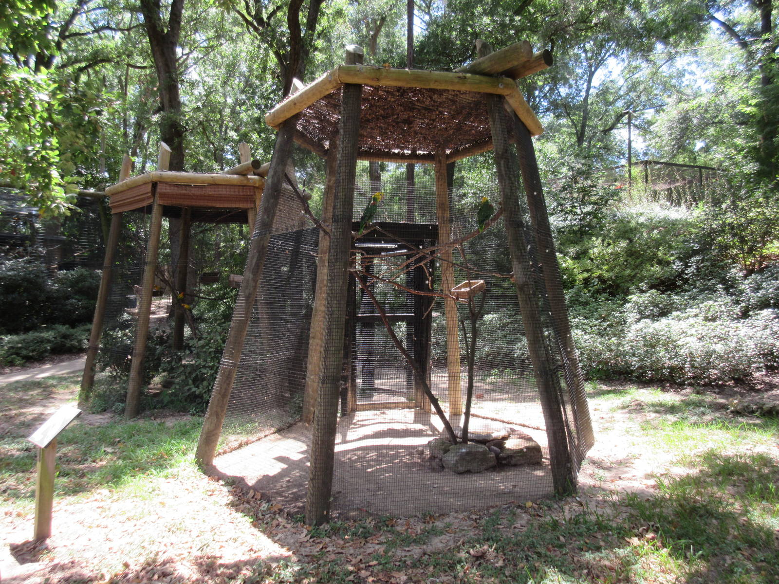 Sun Conure + Yellow-Headed Amazon Parrot Exhibits