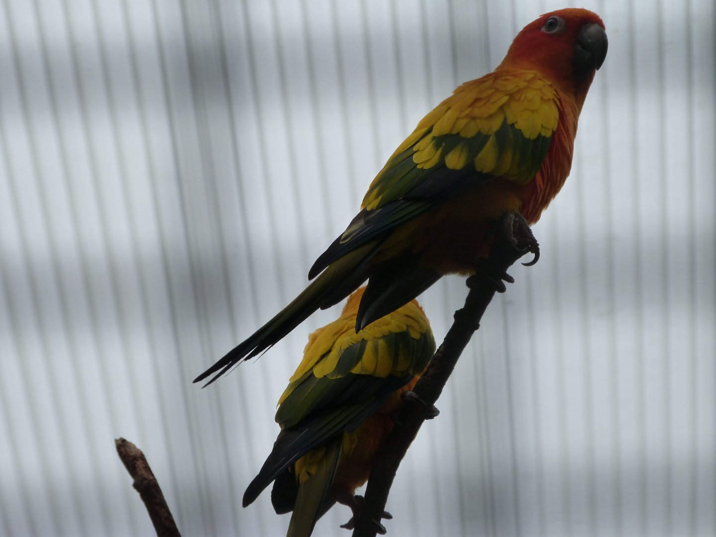 Sun conure -Zoologischer Garten Berlin (2024)