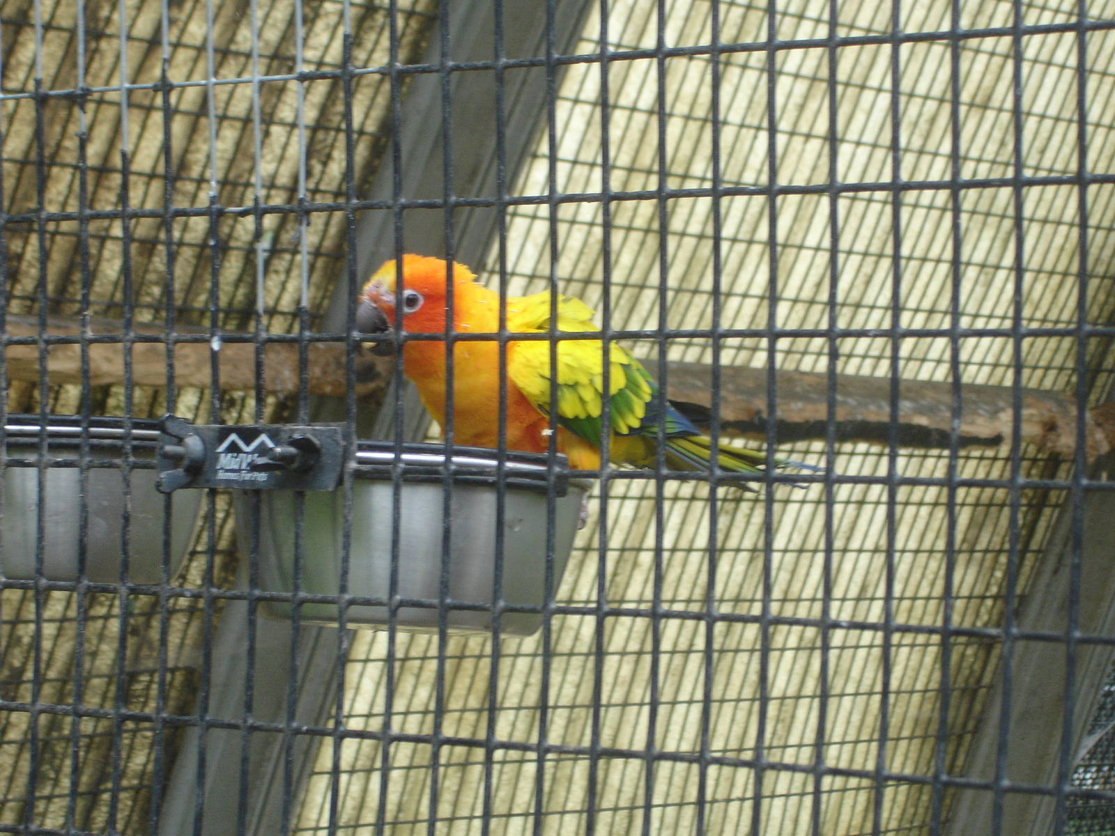 Sun Conure