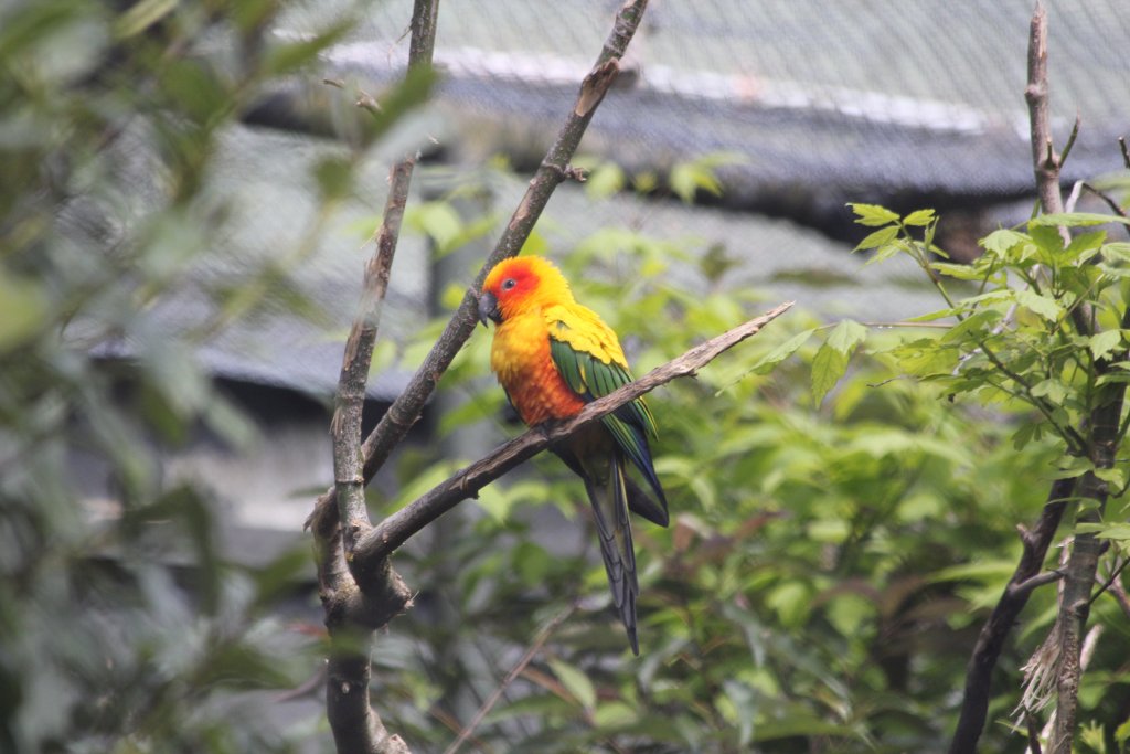 Sun Conure