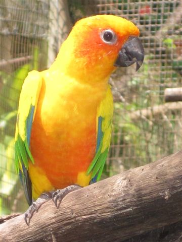 Sun Conure