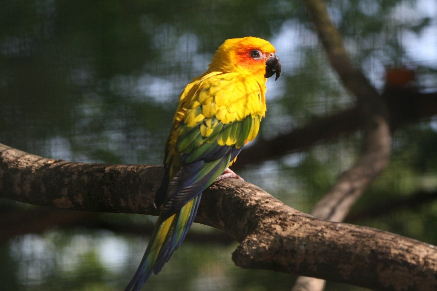 Sun Conure