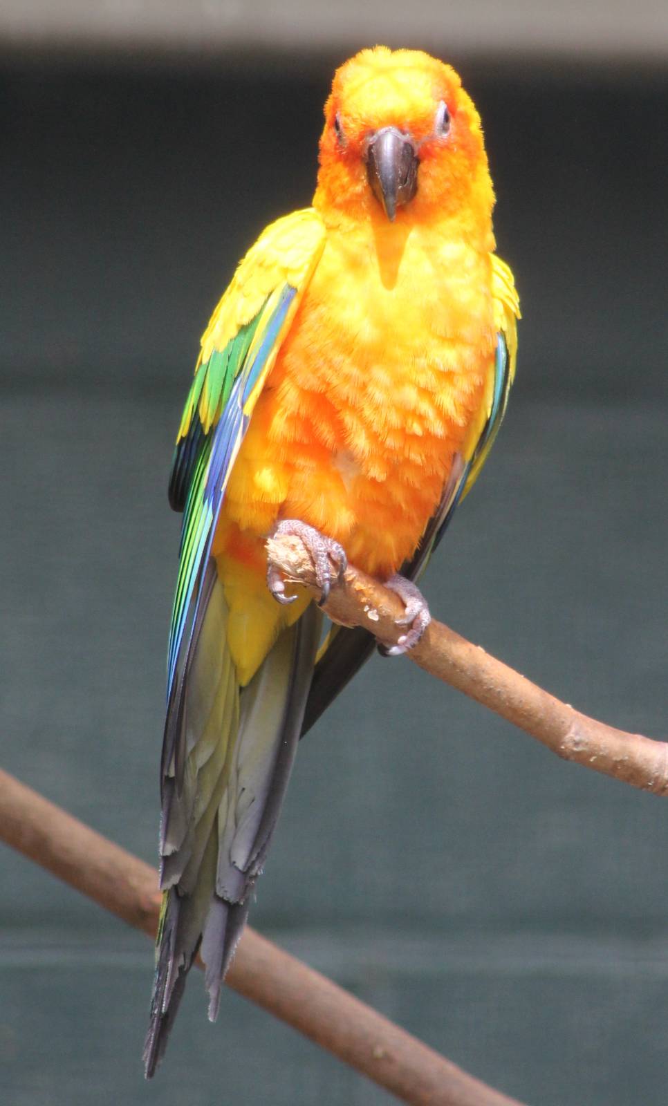 Sun conure