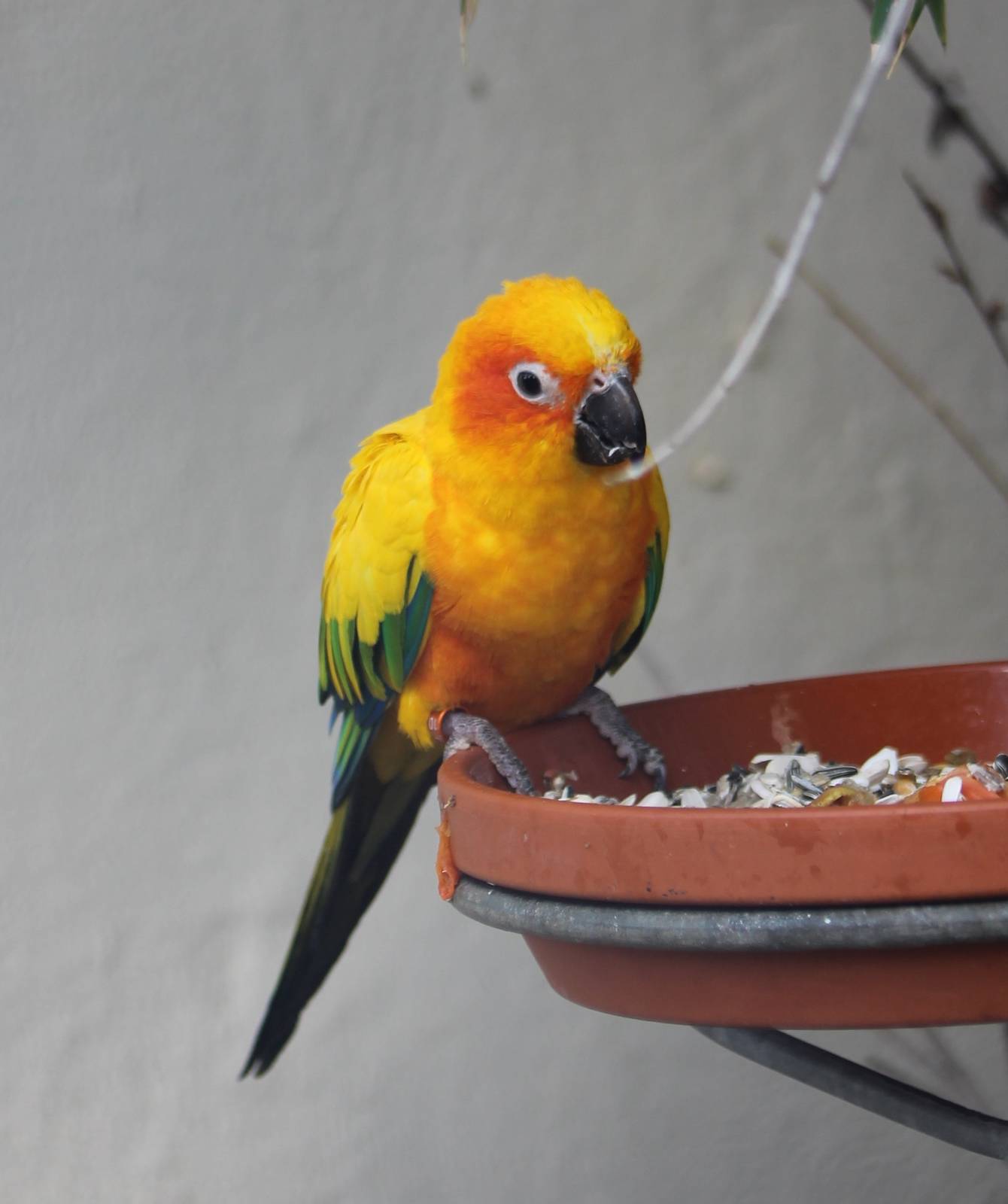 Sun conure