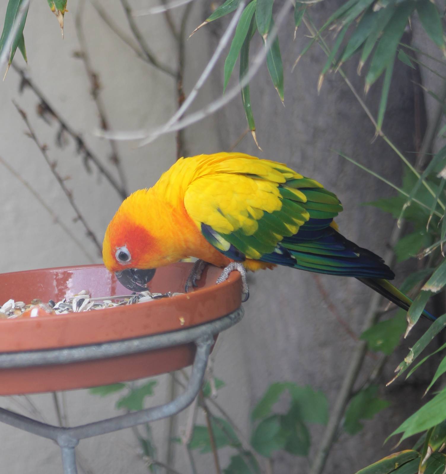 Sun conure